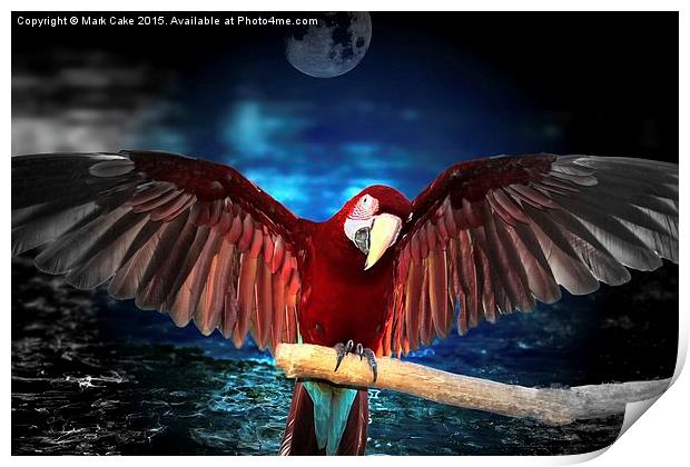  Macaw by moon light Print by Mark Cake