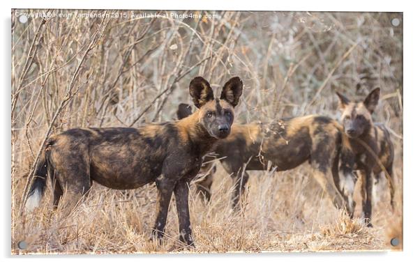  Wild Dog Family Portrait Acrylic by Kevin Tappenden