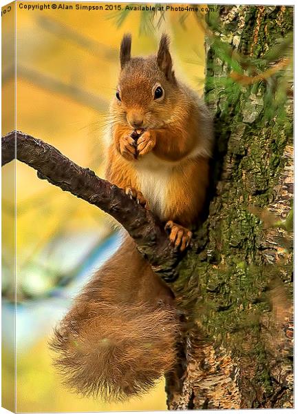  Red Squirrel Canvas Print by Alan Simpson