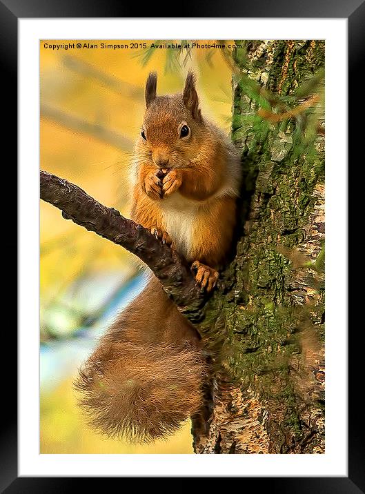  Red Squirrel Framed Mounted Print by Alan Simpson