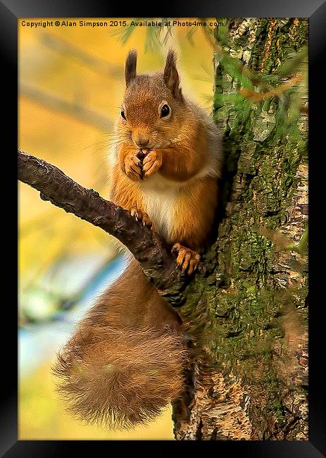  Red Squirrel Framed Print by Alan Simpson