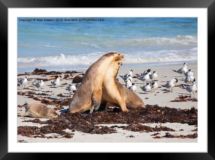 Seal Beach Battle Framed Mounted Print by Mike Dawson