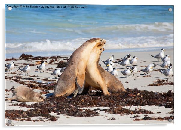 Seal Beach Battle Acrylic by Mike Dawson