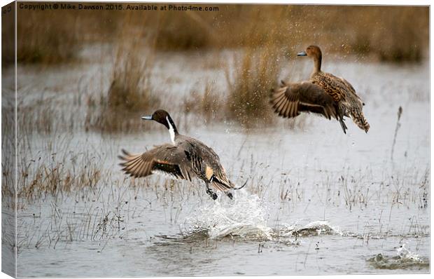 Northern Pintail Flight Canvas Print by Mike Dawson