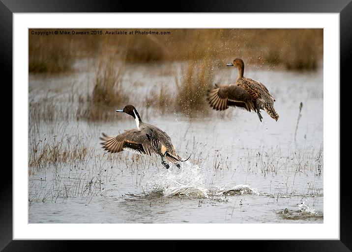 Northern Pintail Flight Framed Mounted Print by Mike Dawson