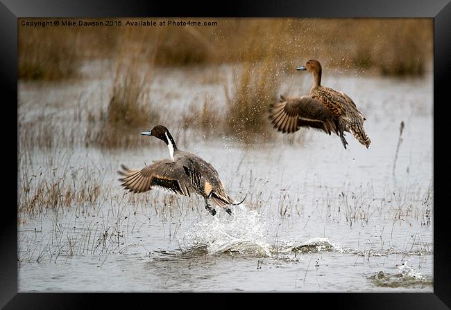 Northern Pintail Flight Framed Print by Mike Dawson