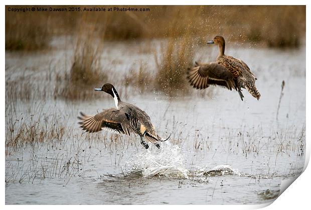 Northern Pintail Flight Print by Mike Dawson