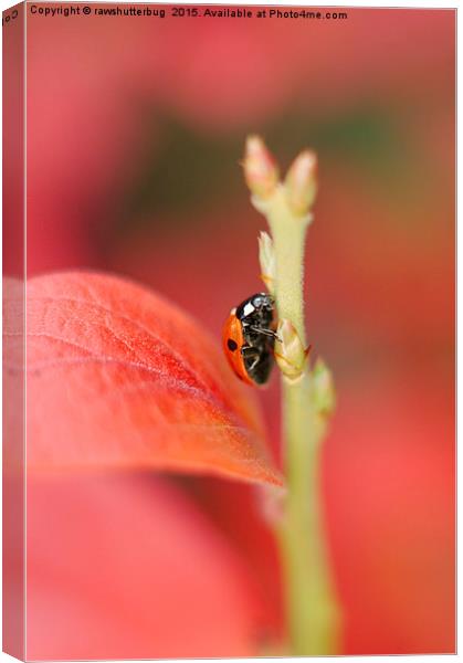 Ladybug On An Autumn Leaf Canvas Print by rawshutterbug 