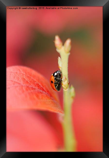 Ladybug On An Autumn Leaf Framed Print by rawshutterbug 