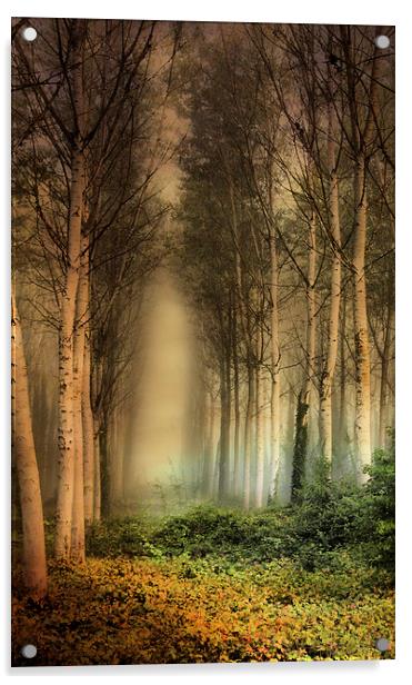  Birch Trees in the mist. Acrylic by Irene Burdell