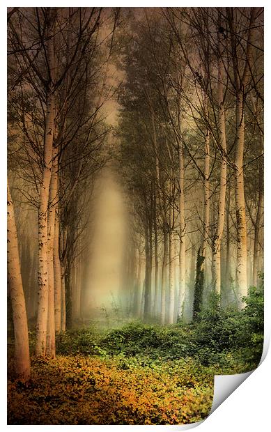  Birch Trees in the mist. Print by Irene Burdell