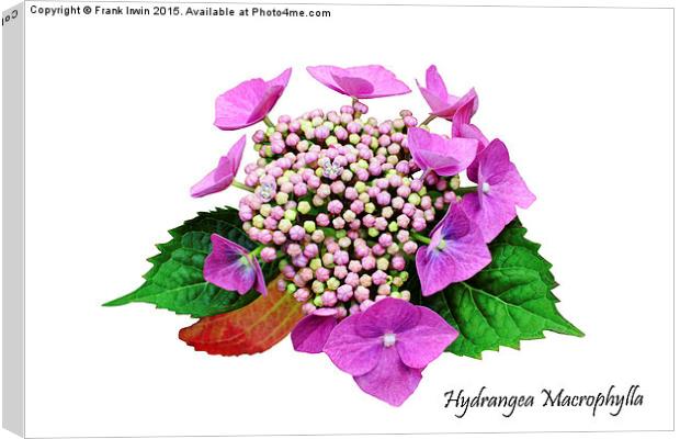 The Beautiful Hydrangea macrophylla Canvas Print by Frank Irwin