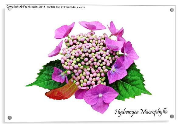 The Beautiful Hydrangea macrophylla Acrylic by Frank Irwin