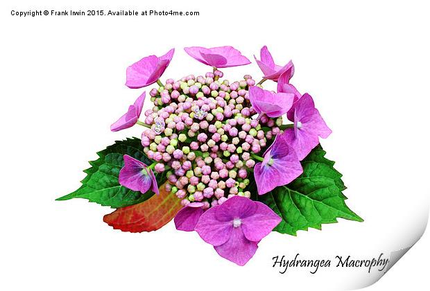 The Beautiful Hydrangea macrophylla Print by Frank Irwin