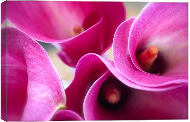  Calla Lily Flower Canvas Print by Sue Bottomley