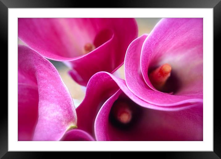 Calla Lily Flower Framed Mounted Print by Sue Bottomley