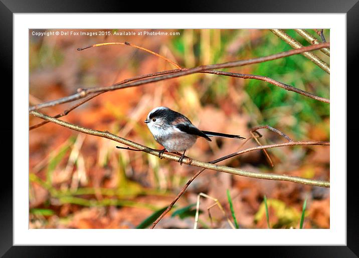  Long tailed tit Framed Mounted Print by Derrick Fox Lomax