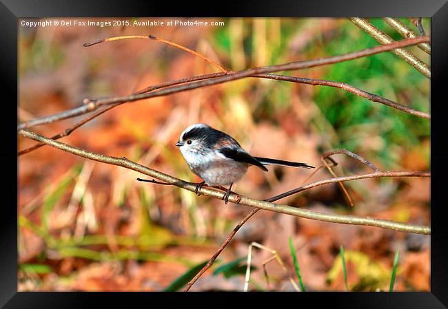 Long tailed tit Framed Print by Derrick Fox Lomax