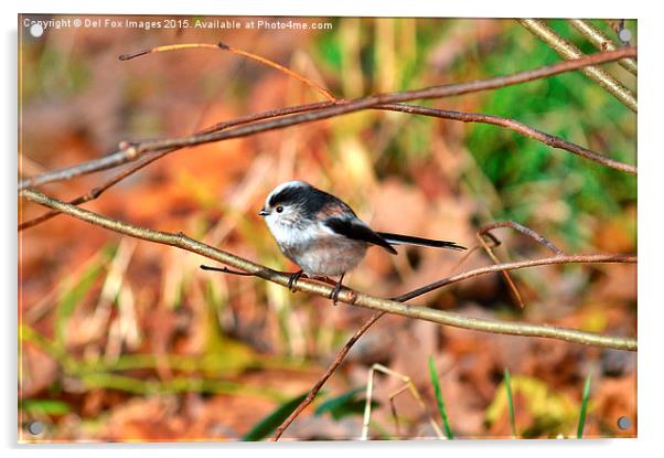  Long tailed tit Acrylic by Derrick Fox Lomax