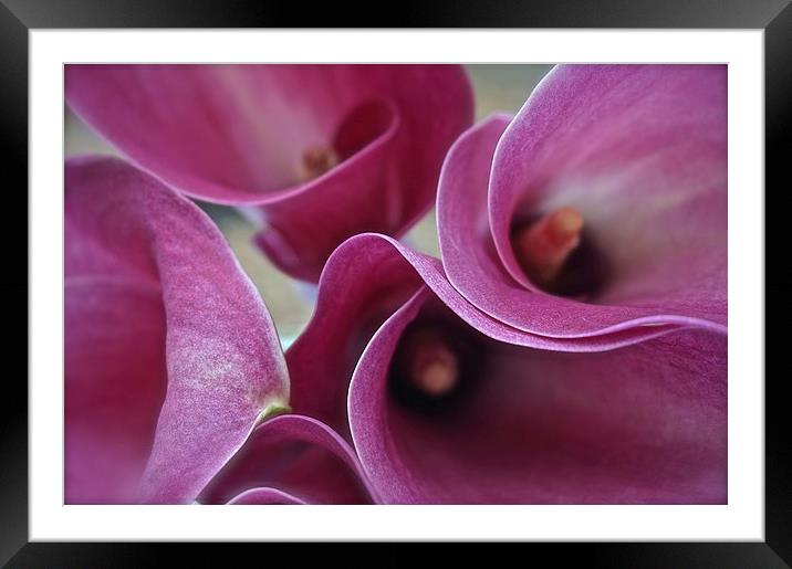  Calla Lily Flower  Framed Mounted Print by Sue Bottomley