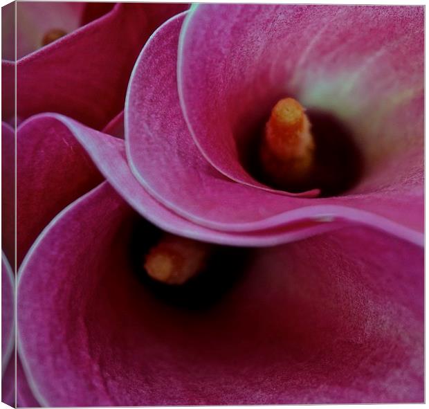 Close up of the Calla Lilies Flower Canvas Print by Sue Bottomley