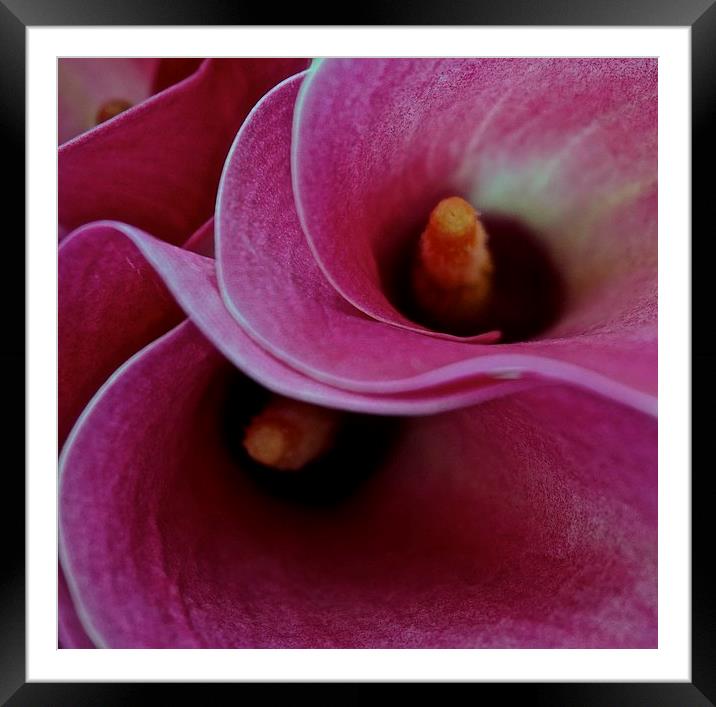 Close up of the Calla Lilies Flower Framed Mounted Print by Sue Bottomley