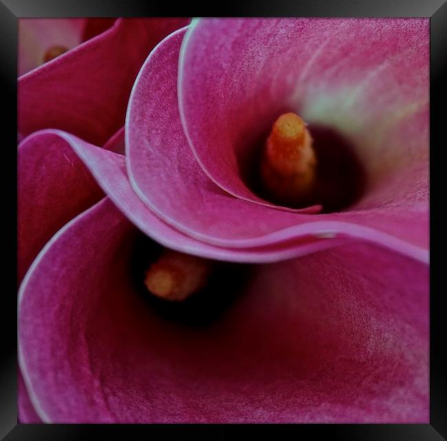 Close up of the Calla Lilies Flower Framed Print by Sue Bottomley
