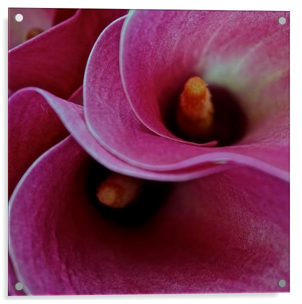 Close up of the Calla Lilies Flower Acrylic by Sue Bottomley