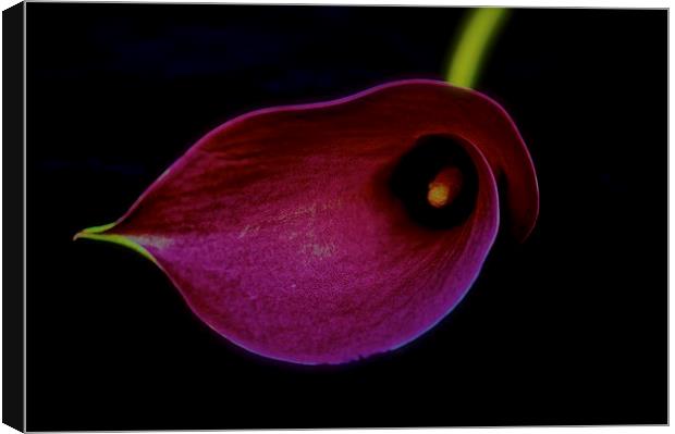 Pink Calla Lily flower head on a black background Canvas Print by Sue Bottomley