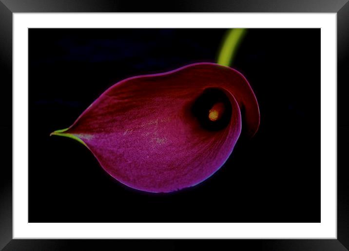 Pink Calla Lily flower head on a black background Framed Mounted Print by Sue Bottomley
