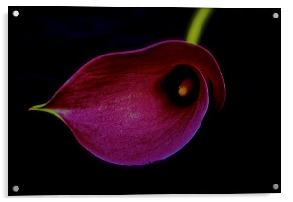 Pink Calla Lily flower head on a black background Acrylic by Sue Bottomley