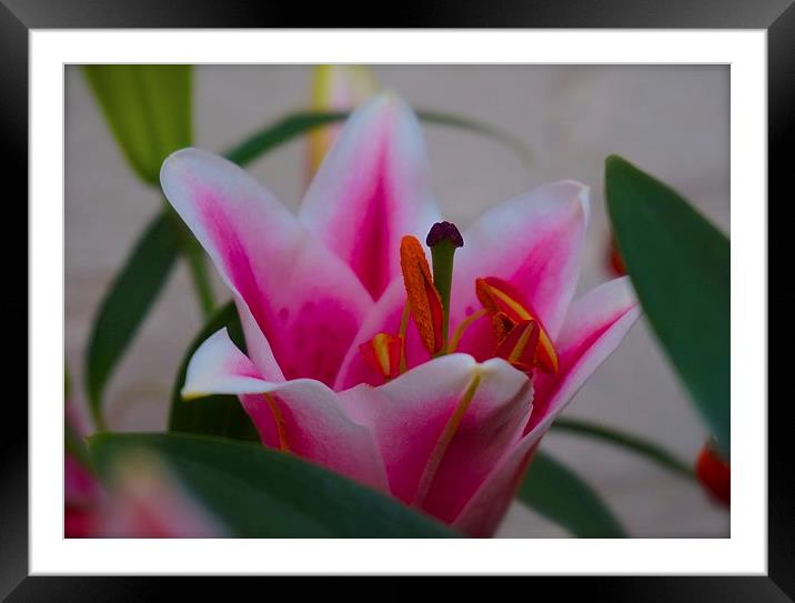  Stargazer Lily close up Framed Mounted Print by Sue Bottomley