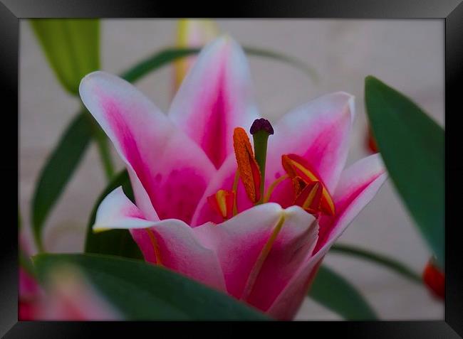  Stargazer Lily close up Framed Print by Sue Bottomley