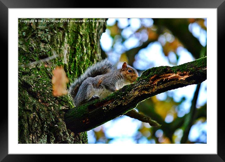  Grey Squirrel up a tree Framed Mounted Print by Derrick Fox Lomax