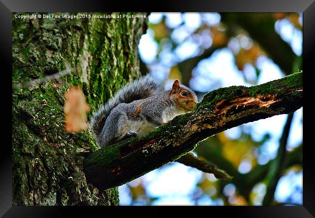  Grey Squirrel up a tree Framed Print by Derrick Fox Lomax