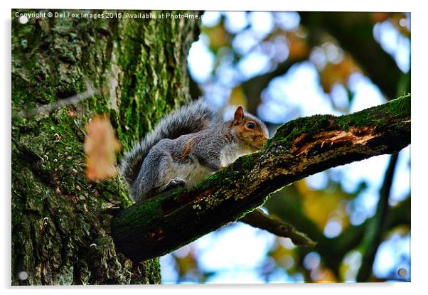 Grey Squirrel up a tree Acrylic by Derrick Fox Lomax