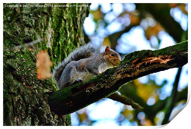  Grey Squirrel up a tree Print by Derrick Fox Lomax