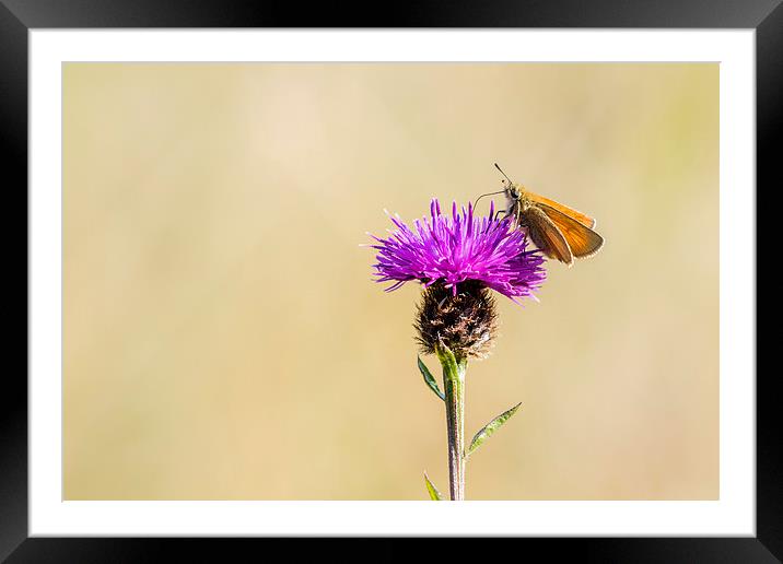 Small Skipper (Thymelicus sylvestris) Framed Mounted Print by chris smith