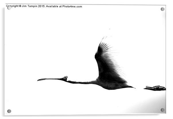 JST3145 African Spoonbill Acrylic by Jim Tampin