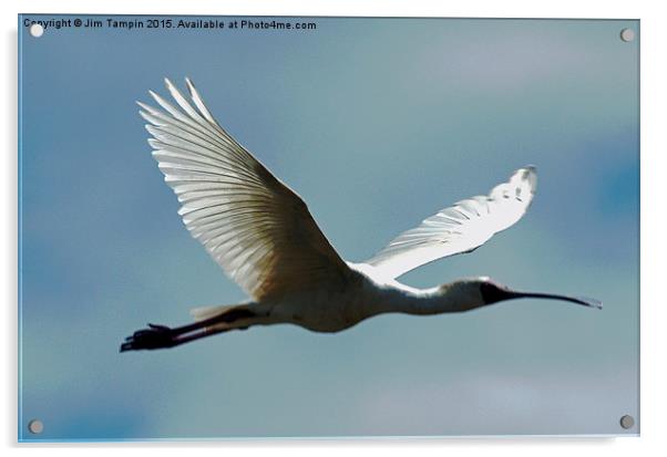 JST3146 African Spoonbill Acrylic by Jim Tampin