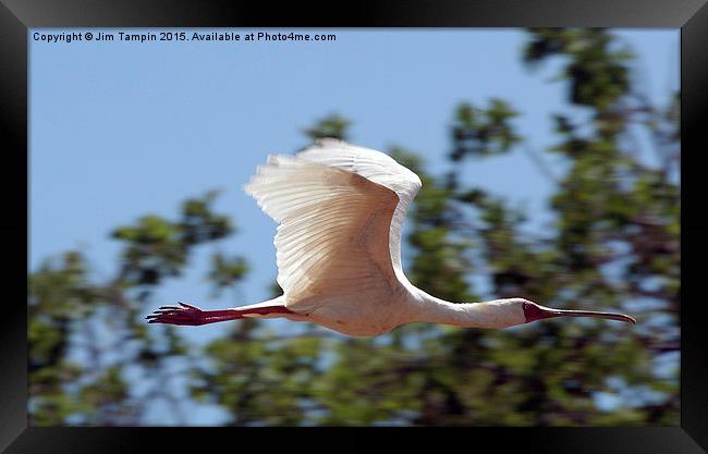 JST3147 African Spoonbill 3 Framed Print by Jim Tampin