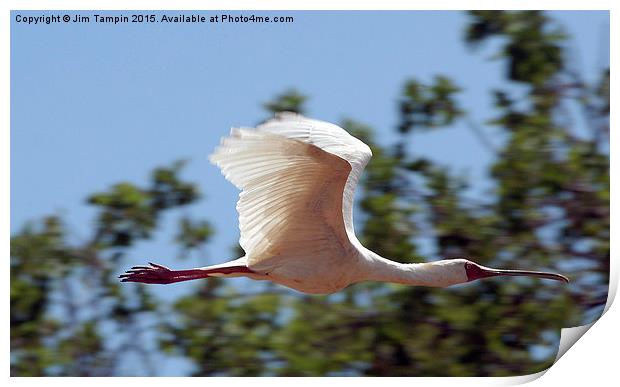 JST3147 African Spoonbill 3 Print by Jim Tampin