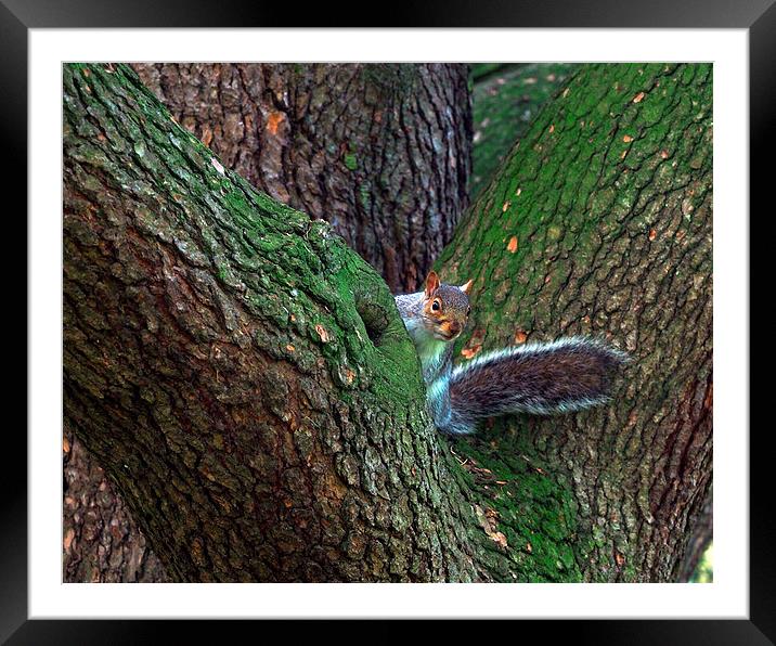 Squirrel Framed Mounted Print by Victor Burnside