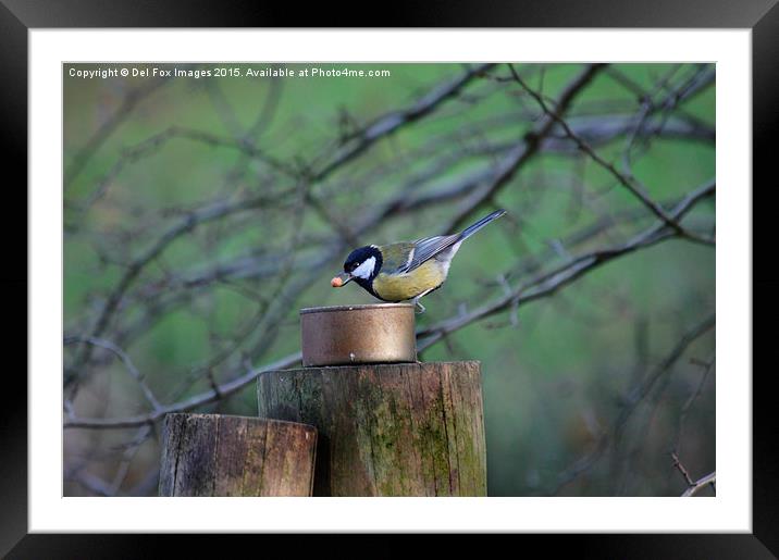  Great tit Framed Mounted Print by Derrick Fox Lomax