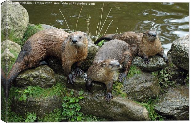 JST3154 Otters 1 Canvas Print by Jim Tampin