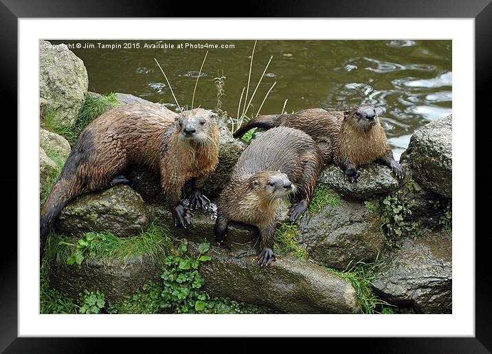JST3154 Otters 1 Framed Mounted Print by Jim Tampin