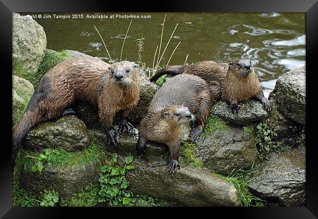 JST3154 Otters 1 Framed Print by Jim Tampin
