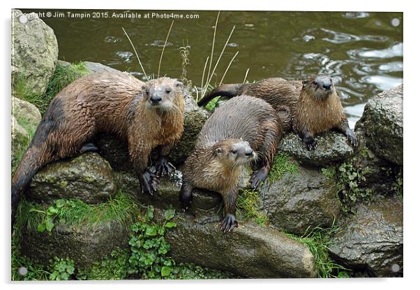 JST3154 Otters 1 Acrylic by Jim Tampin