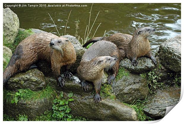 JST3155 Otters 2 Print by Jim Tampin