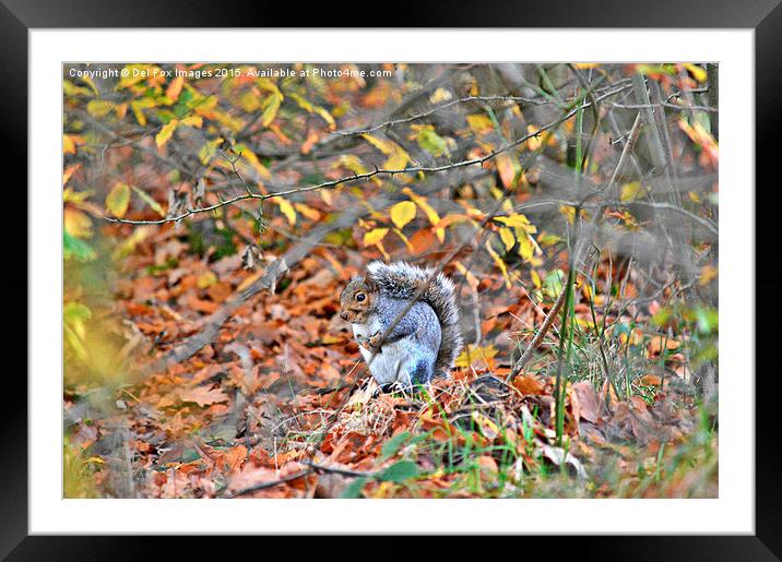  grey squirrel in trees Framed Mounted Print by Derrick Fox Lomax